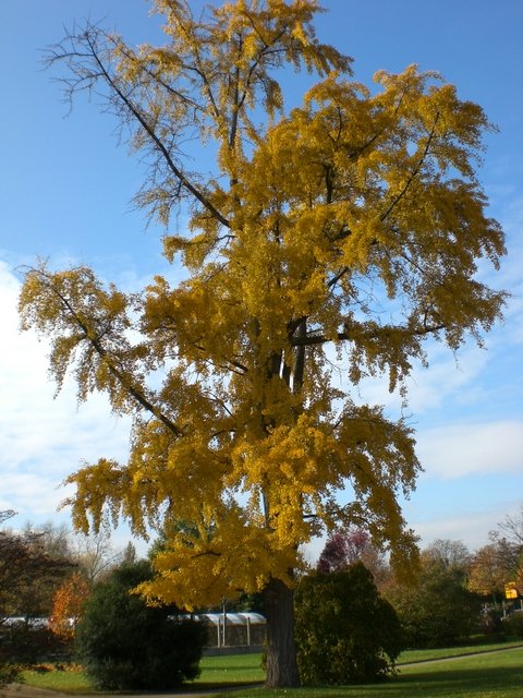 Ginkgo biloba automne (4)